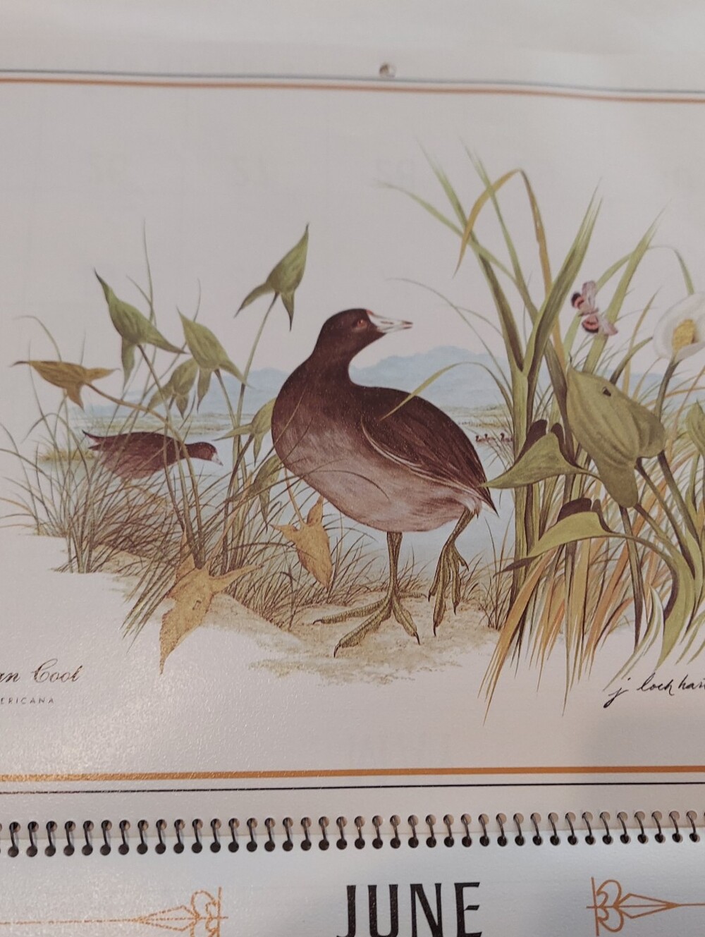 Vntg 1986 Wildlife Collection Callender, James Lockhart-Artist & Conservationist - Picture 13 of 16